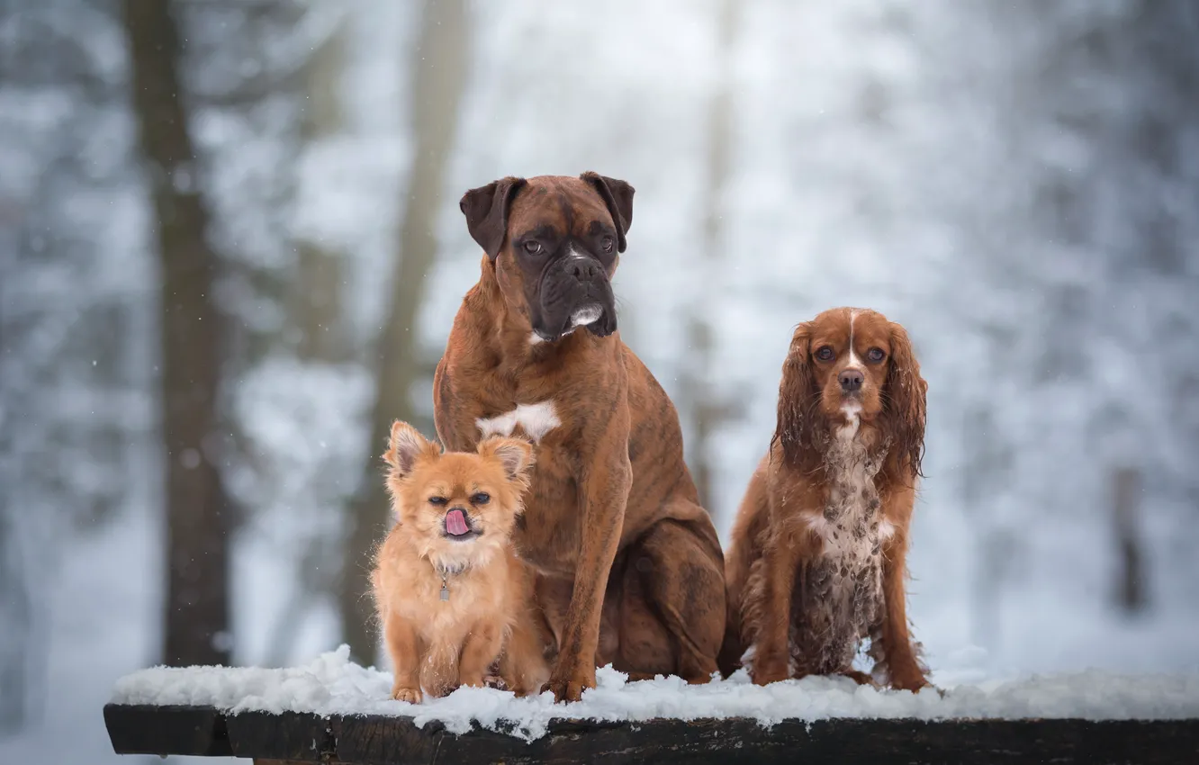 Photo wallpaper dogs, snow, portrait, trio, friends, Chihuahua, Trinity, Boxer