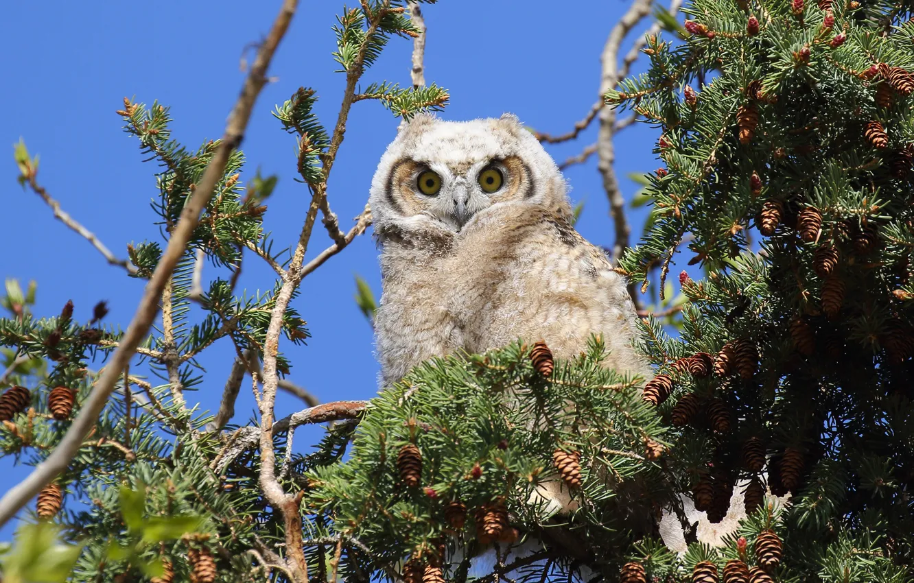 Photo wallpaper white, the sky, the sun, branches, nature, owl, needles, bumps