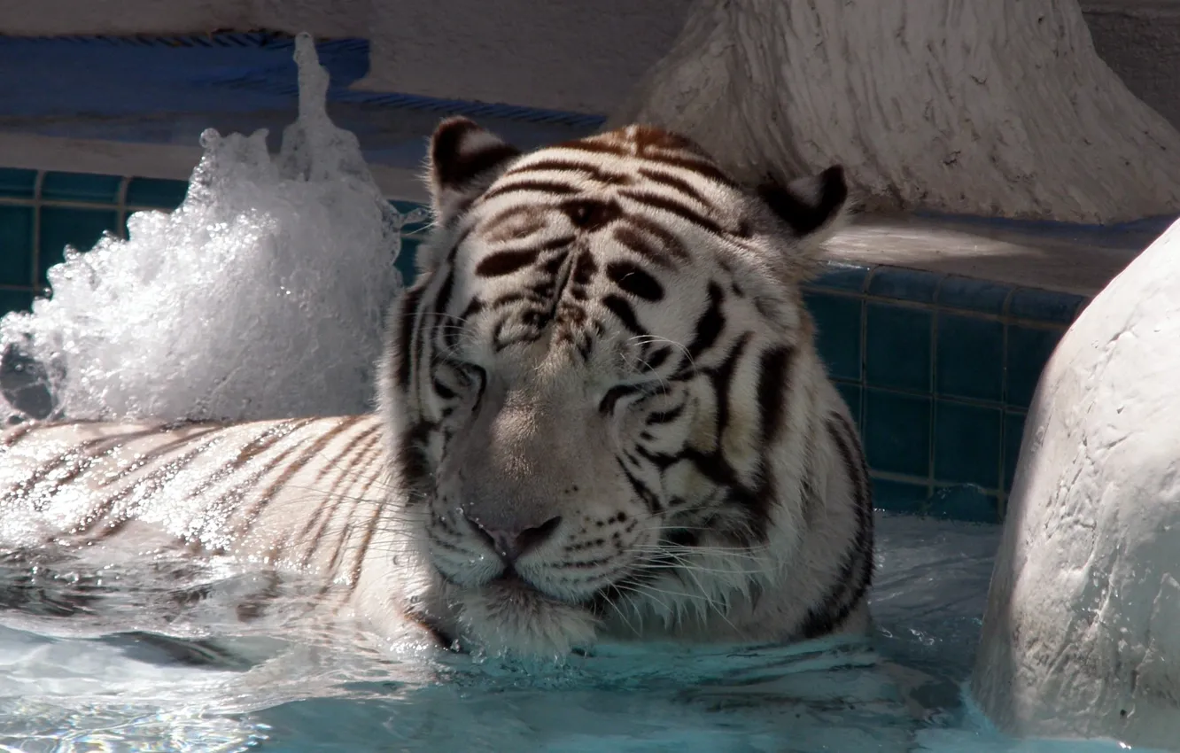 Photo wallpaper tiger, big cat, lie, swim