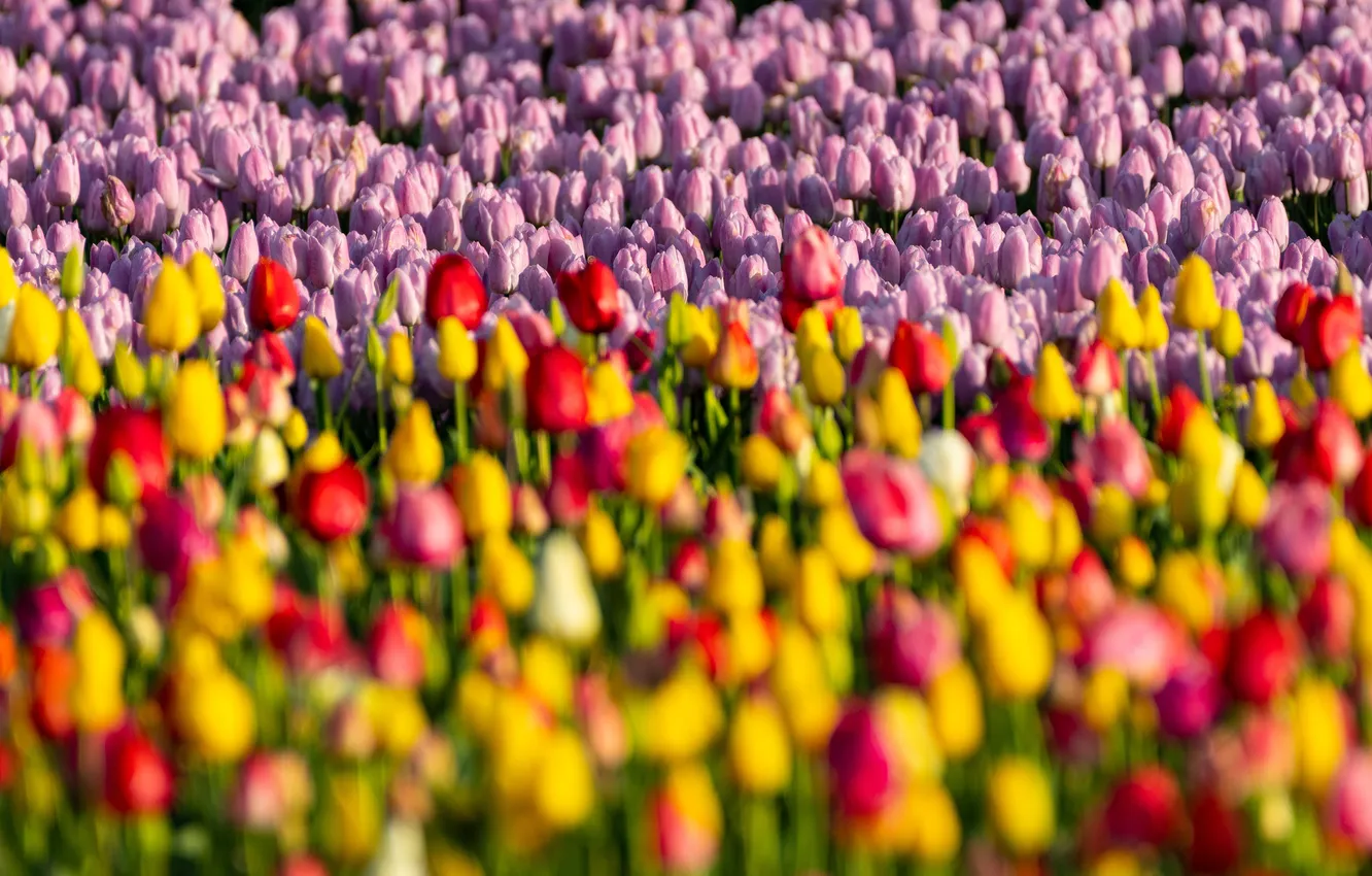 Photo wallpaper flowers, yellow, red, blur, spring, tulips, pink, blur