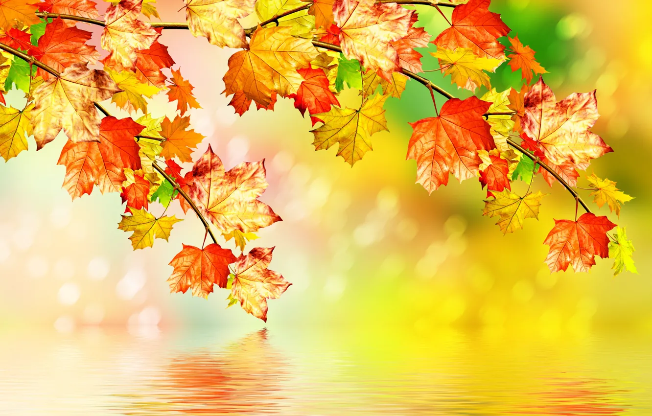 Photo wallpaper autumn, leaves, water, maple