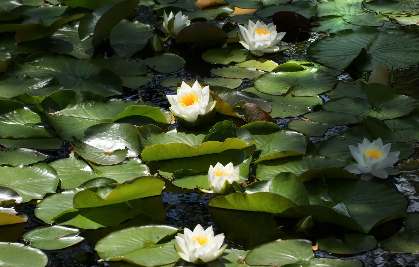 Photo wallpaper water, Nymphaeum, water Lily