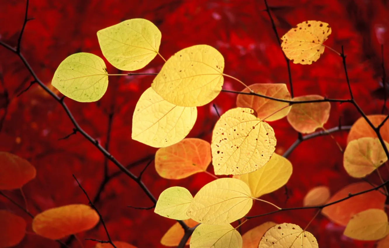 Photo wallpaper autumn, leaves, red, windows 7, seven