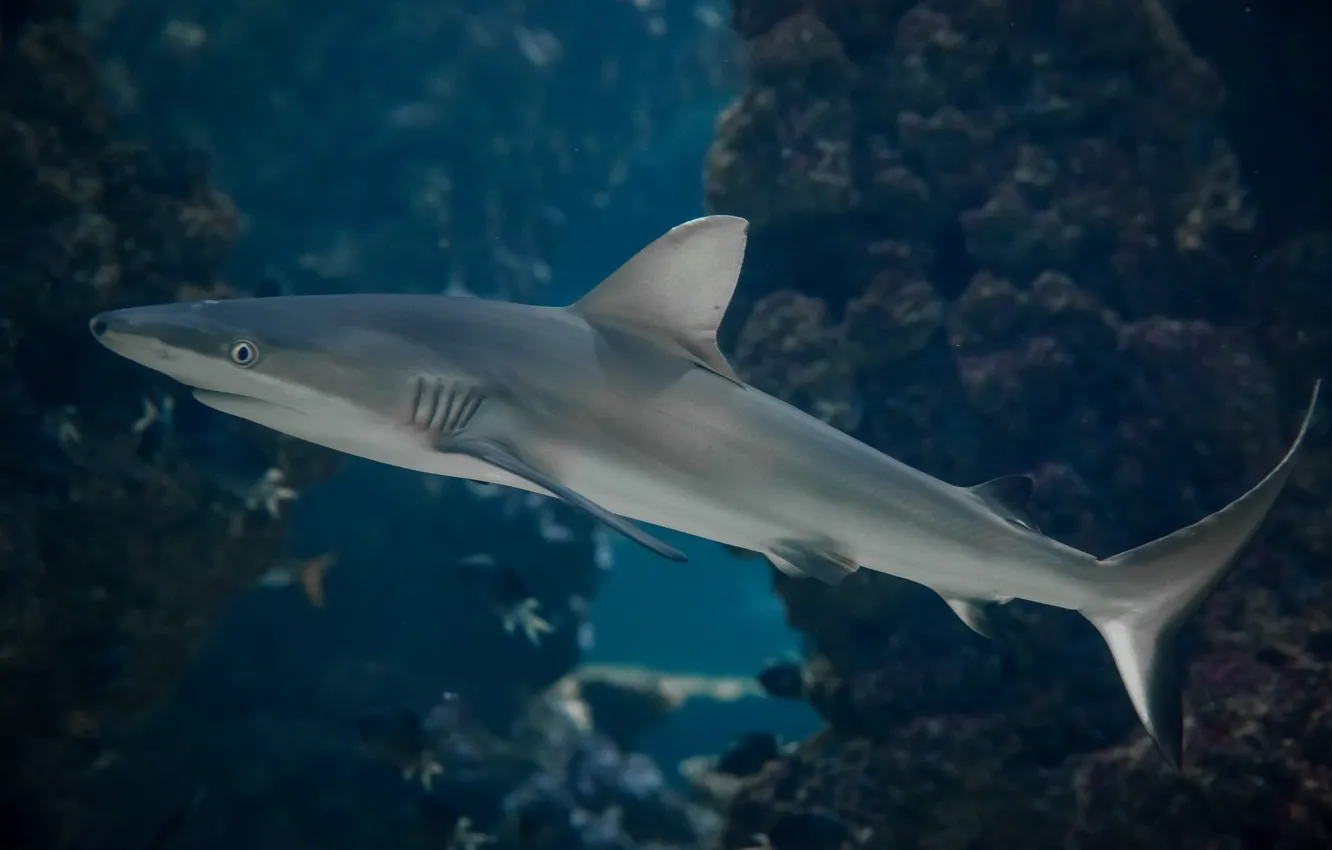 Photo wallpaper predator, shark, underwater world, under water