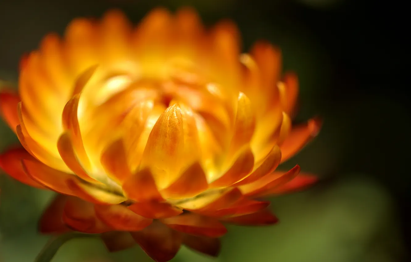 Photo wallpaper flower, macro, one, orange