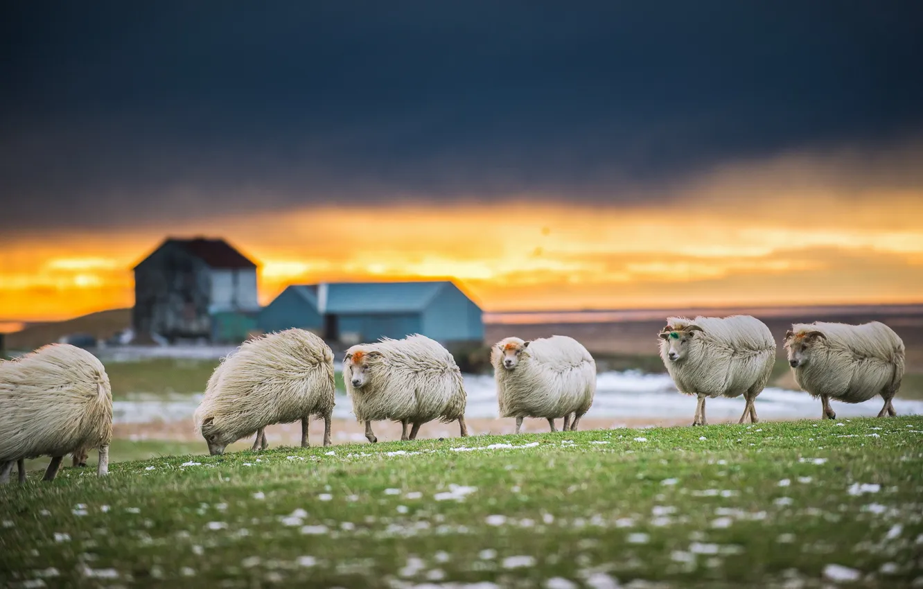 Photo wallpaper sunset, nature, sheep