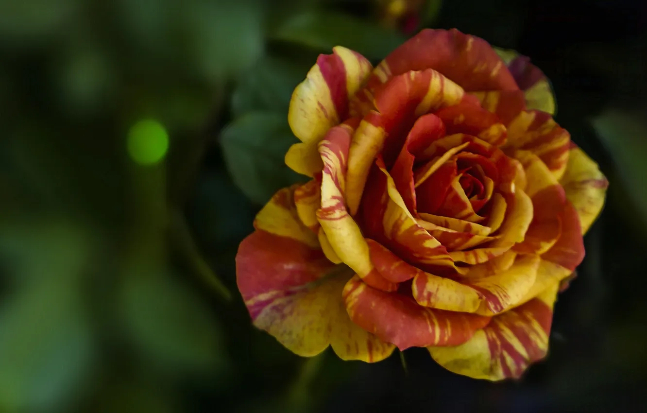 Photo wallpaper macro, roses, petals, buds