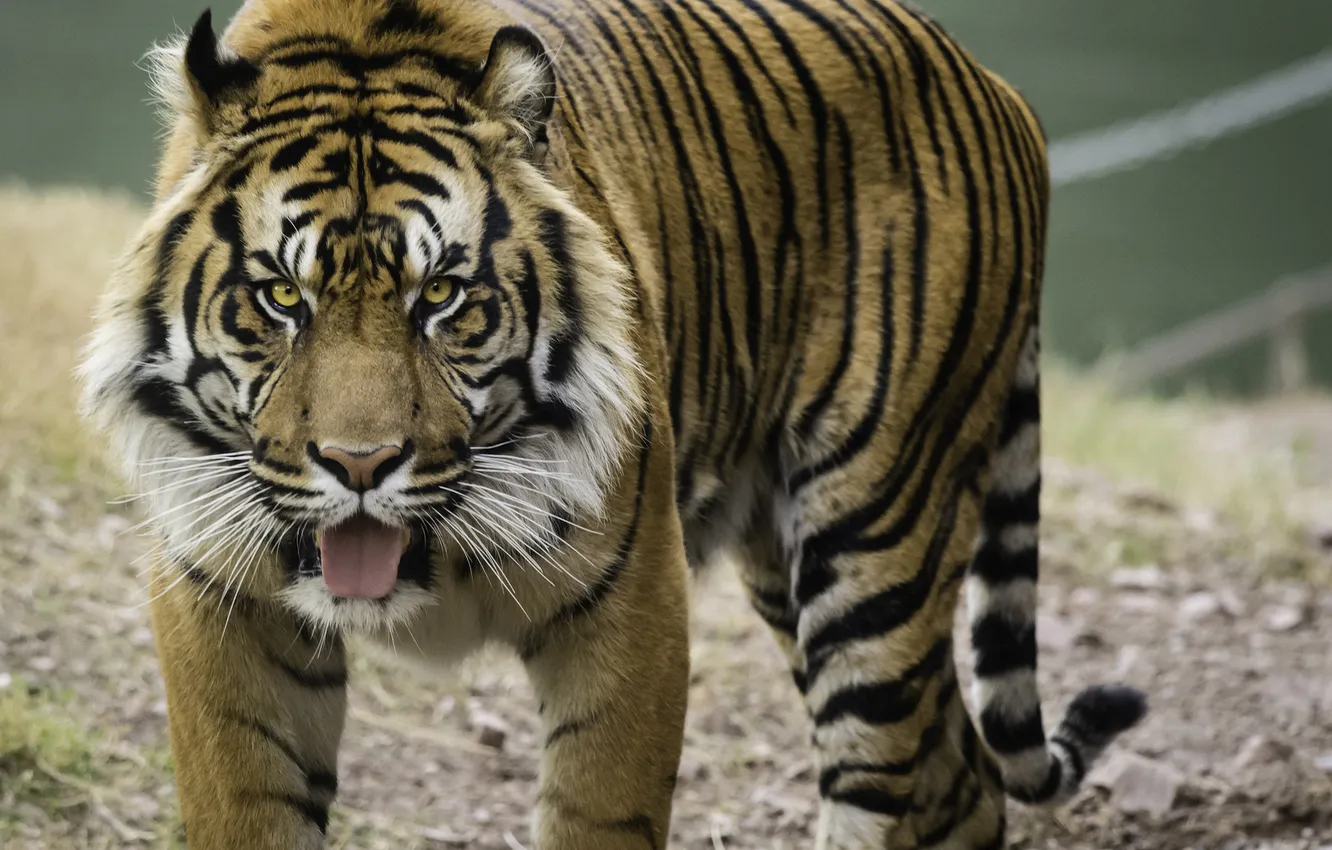 Photo wallpaper cat, look, tiger, Sumatran