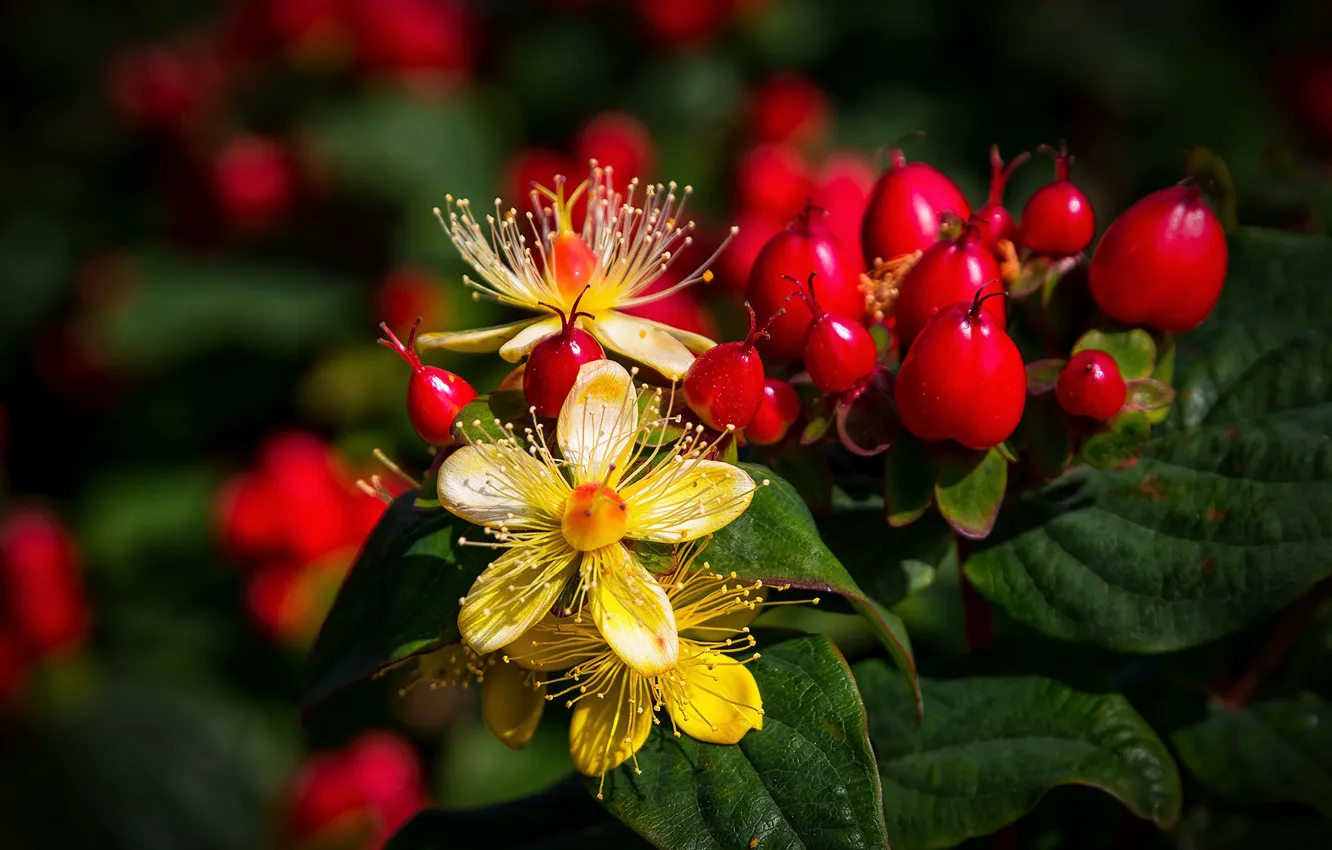 Photo wallpaper berries, berry, flowering, closeup, Tutsan