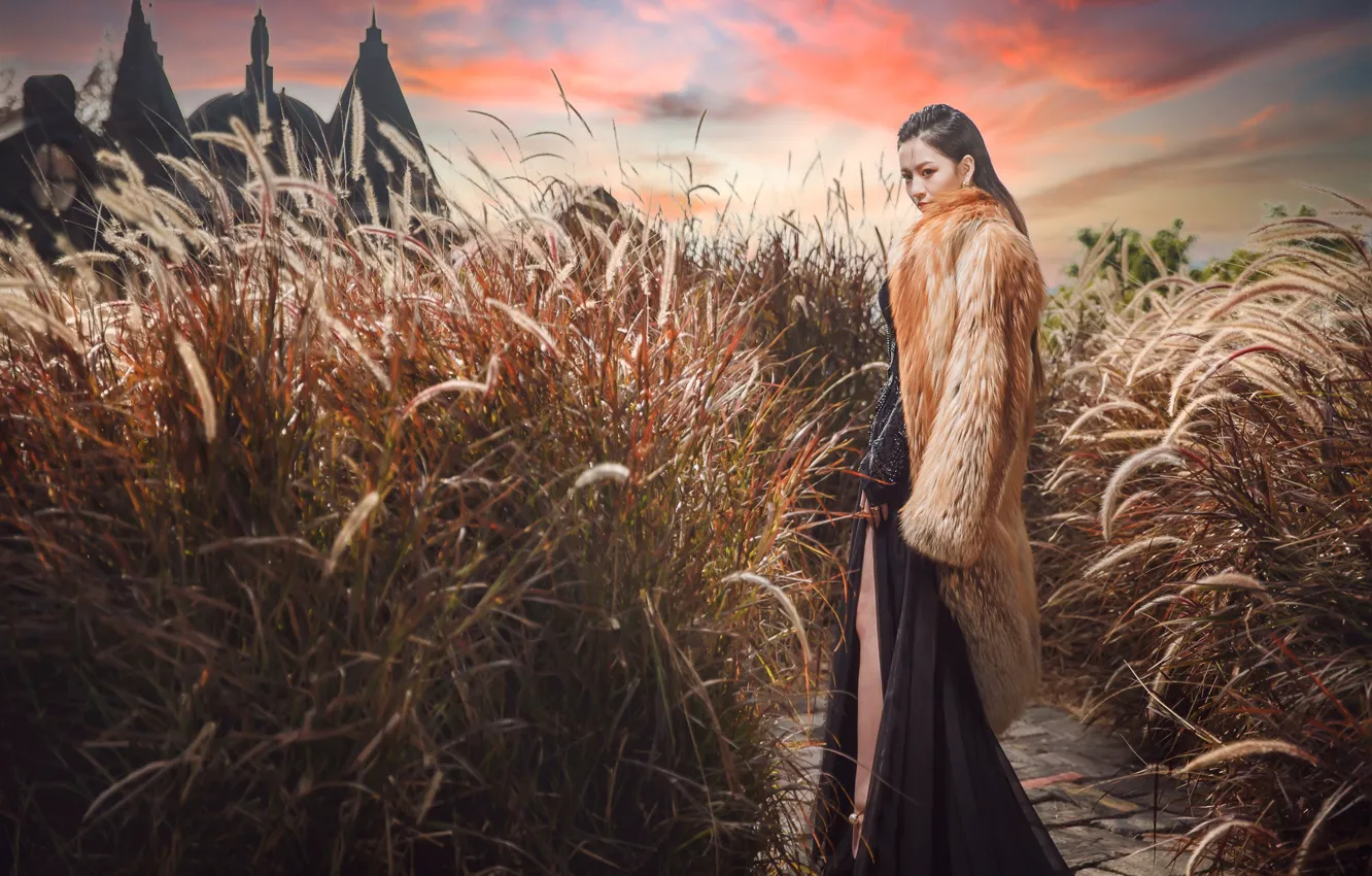 Photo wallpaper girl, sunset, coat, Asian, tall grass, pennysetum
