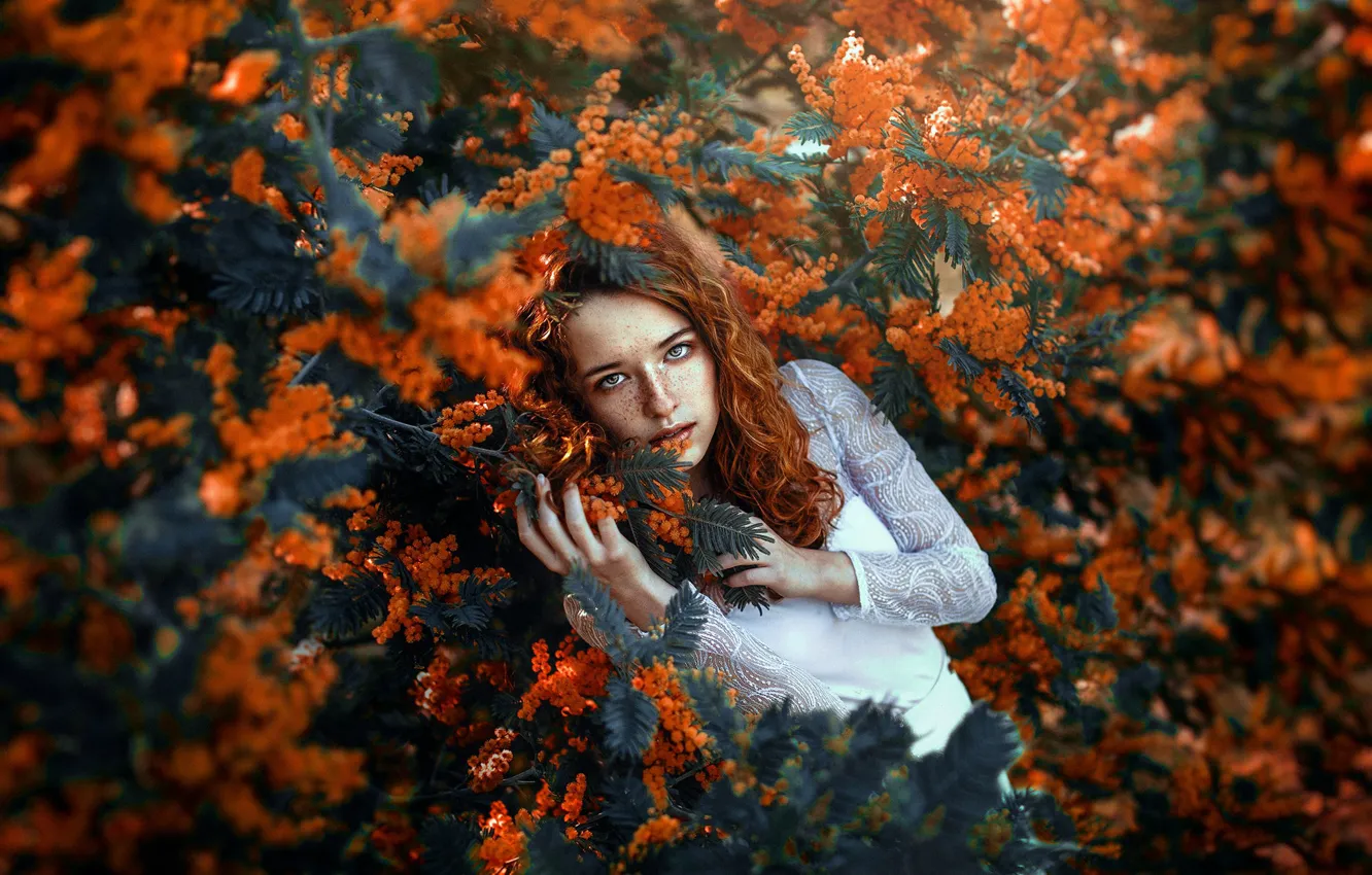 Photo wallpaper girl, nature, Bush, freckles, red, curls, curls, Mimosa