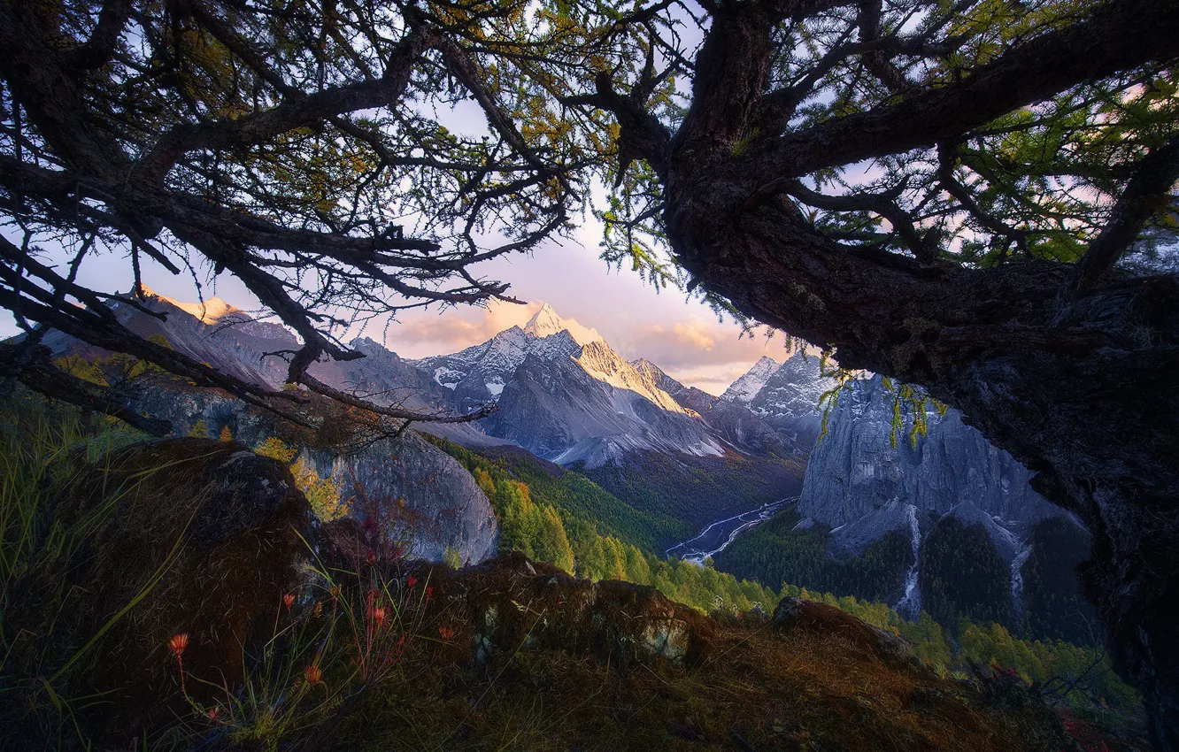 Photo wallpaper forest, trees, mountains, branches, stones, rocks, view, height