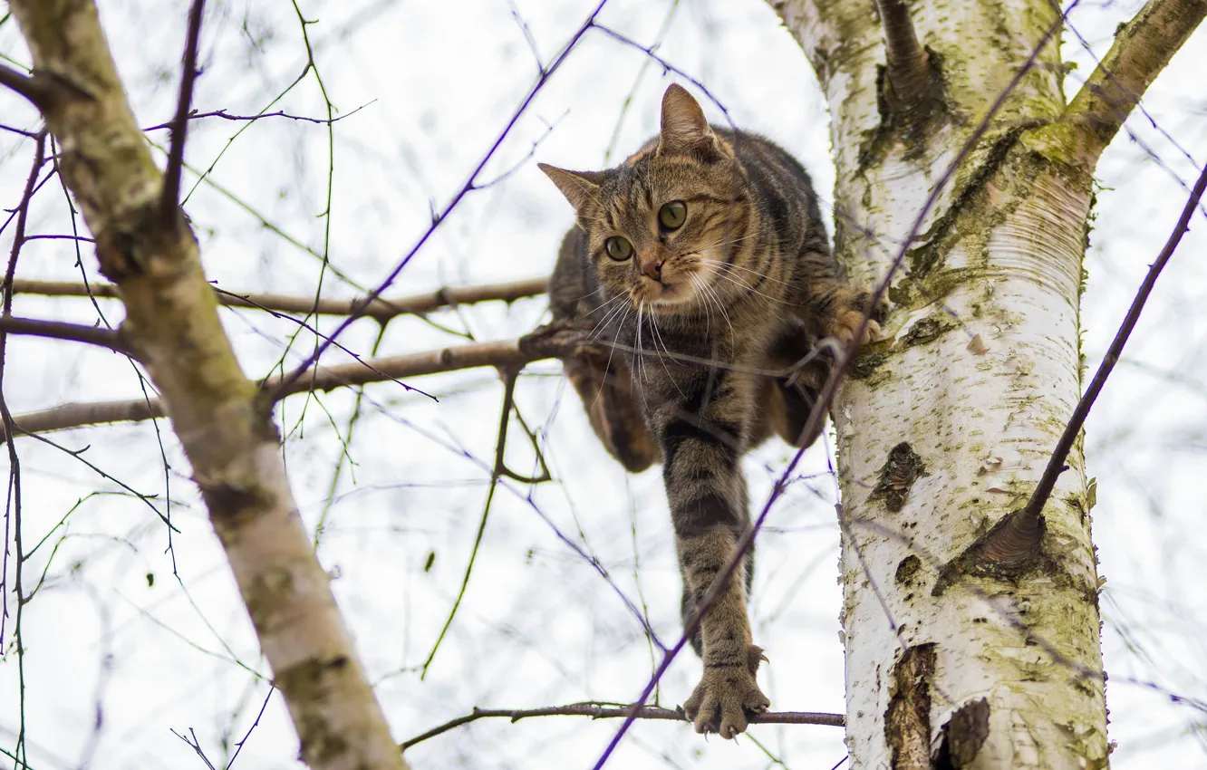 Photo wallpaper cat, mustache, look, trees