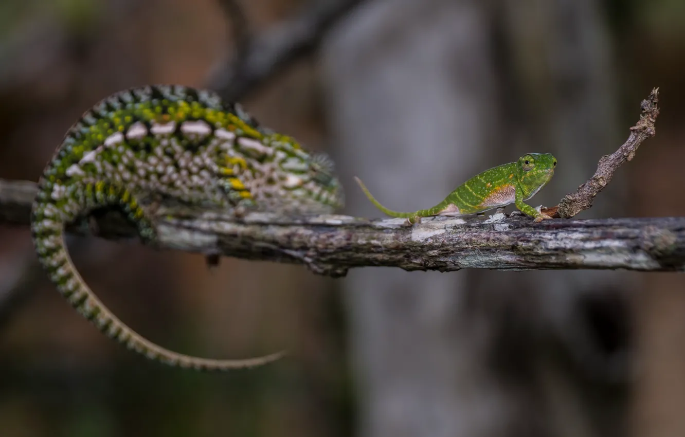 Photo wallpaper chameleon, Madagascar, PERINA