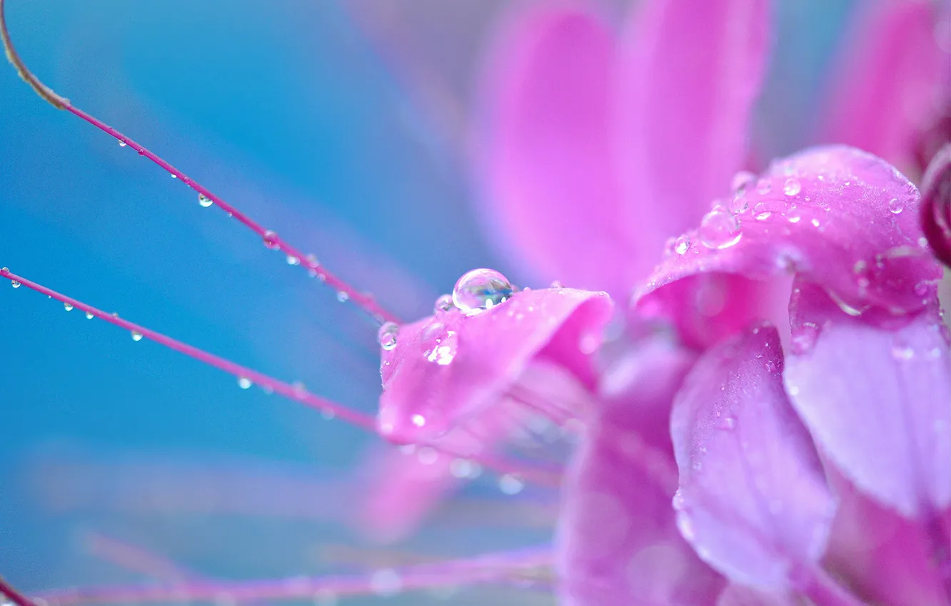 Photo wallpaper flower, drops, macro, flowers, Rosa, background, pink, widescreen