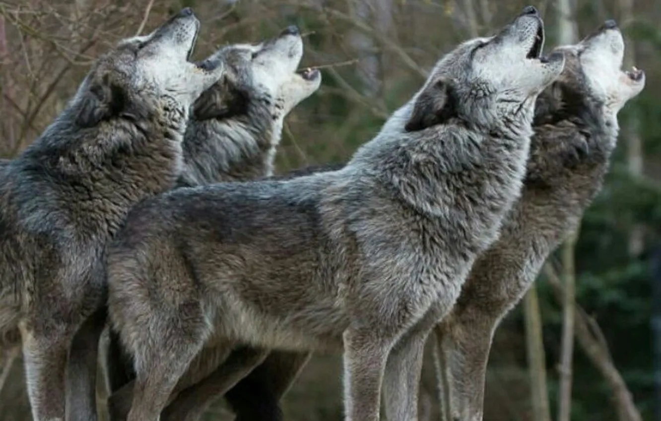 Photo wallpaper nature, predator, animal, wolf, wildlife, portrait, portrait., Canis lupus. face