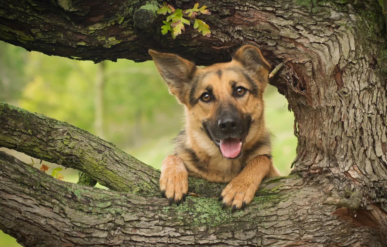 Photo wallpaper face, tree, dog, shepherd, German shepherd