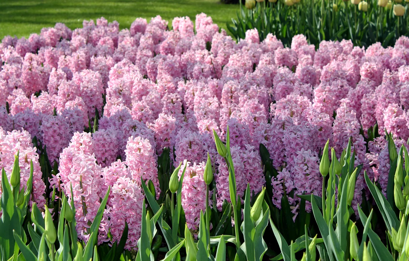 Photo wallpaper flowers, garden, pink, Netherlands, Keukenhof Gardens, hyacinths