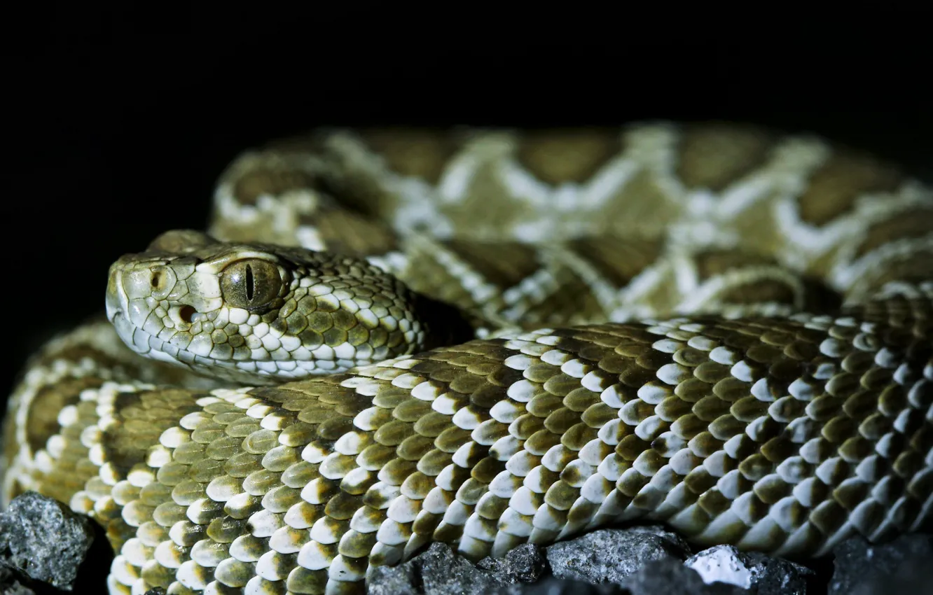 Photo wallpaper night, snake, Rattlesnake