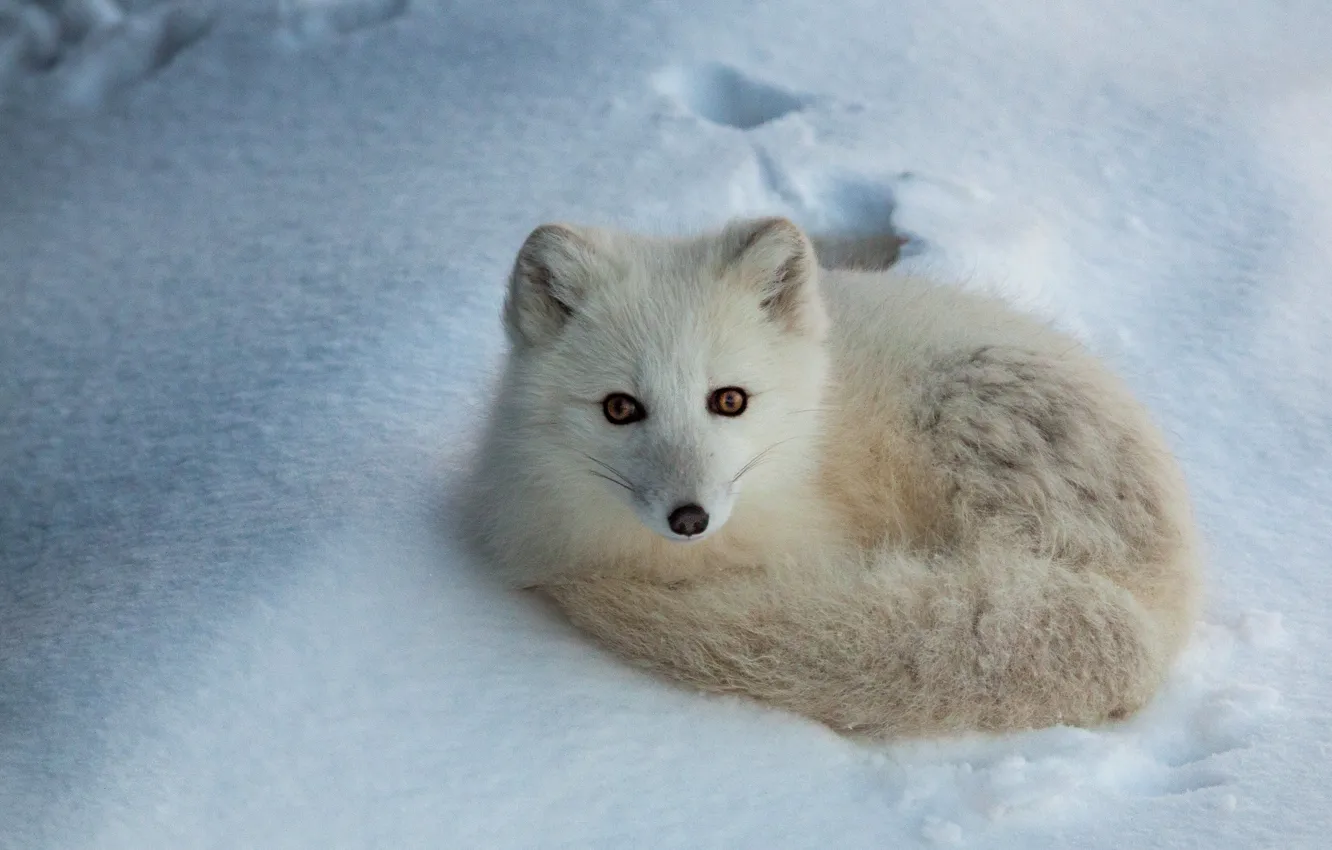 Photo wallpaper winter, white, look, snow, the snow, Fox