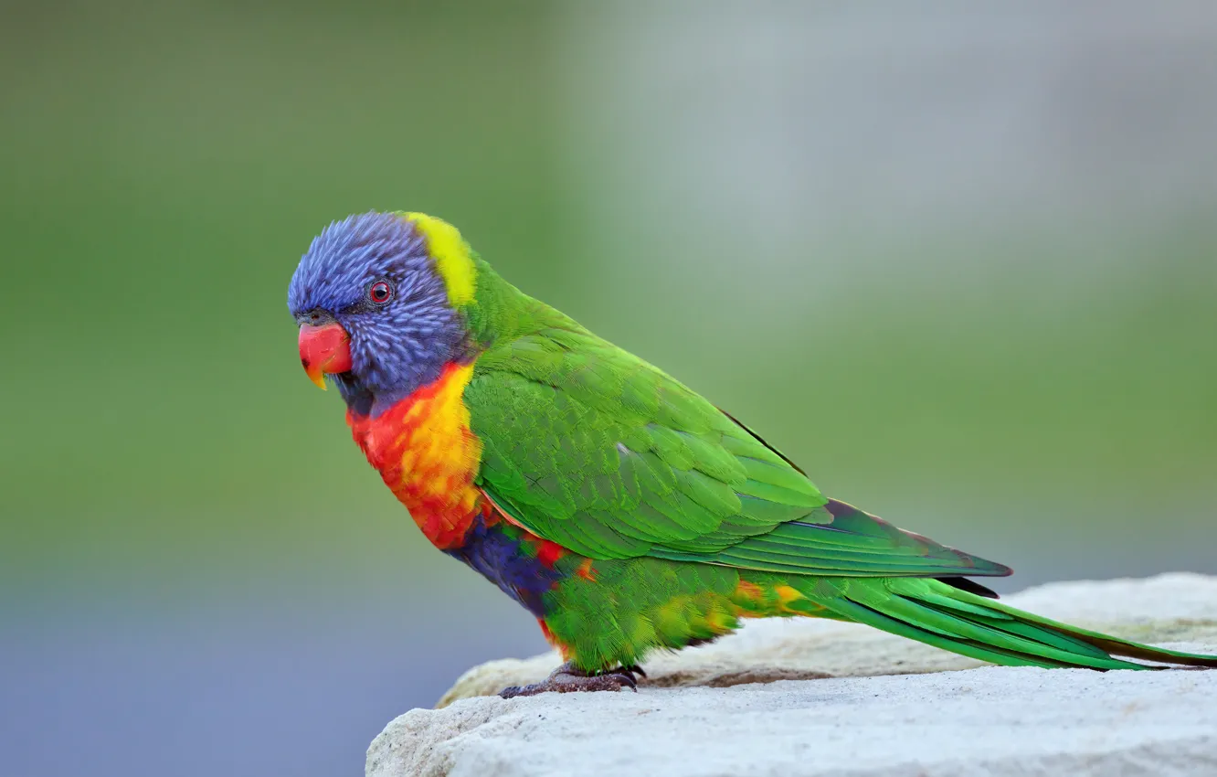 Photo wallpaper green, background, bird, parrot, rainbow lorikeet