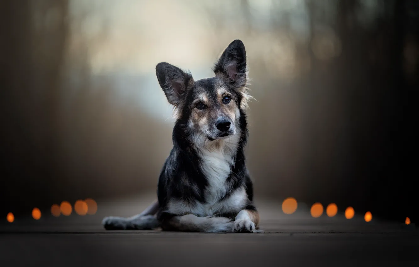 Photo wallpaper look, dog, ears, bokeh