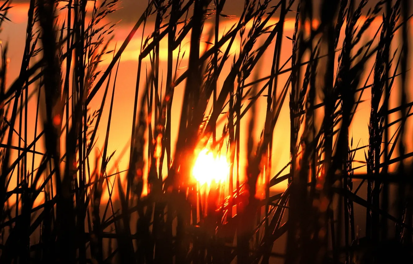 Photo wallpaper grass, The sun