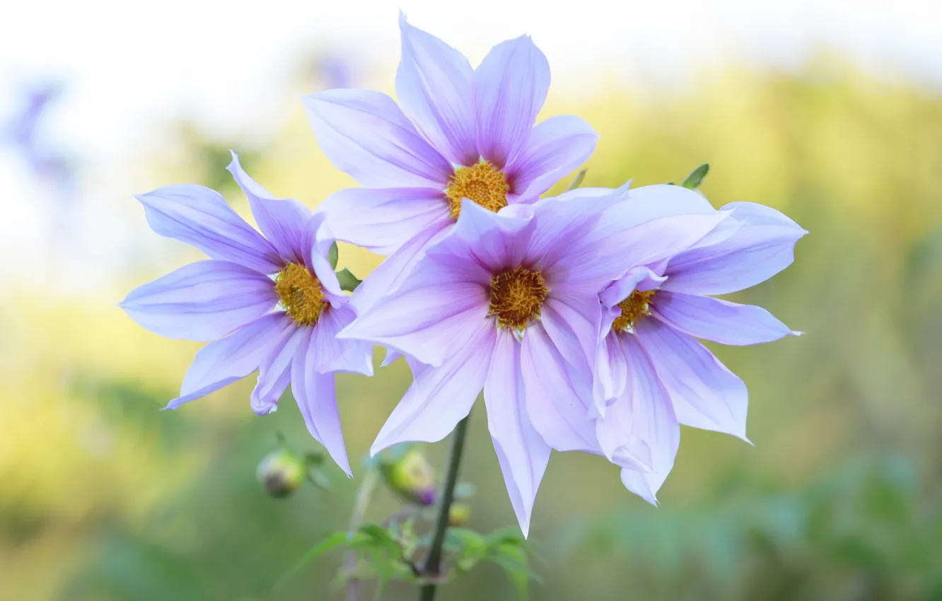 Photo wallpaper flowers, pink, lilac, bokeh, dahlias