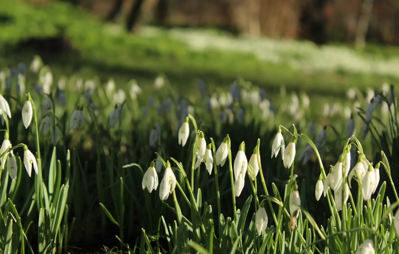 Photo wallpaper greens, forest, grass, light, flowers, glade, spring, snowdrops