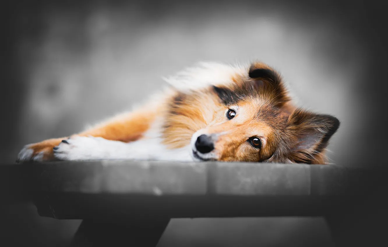 Photo wallpaper look, face, bench, grey, background, mood, portrait, dog