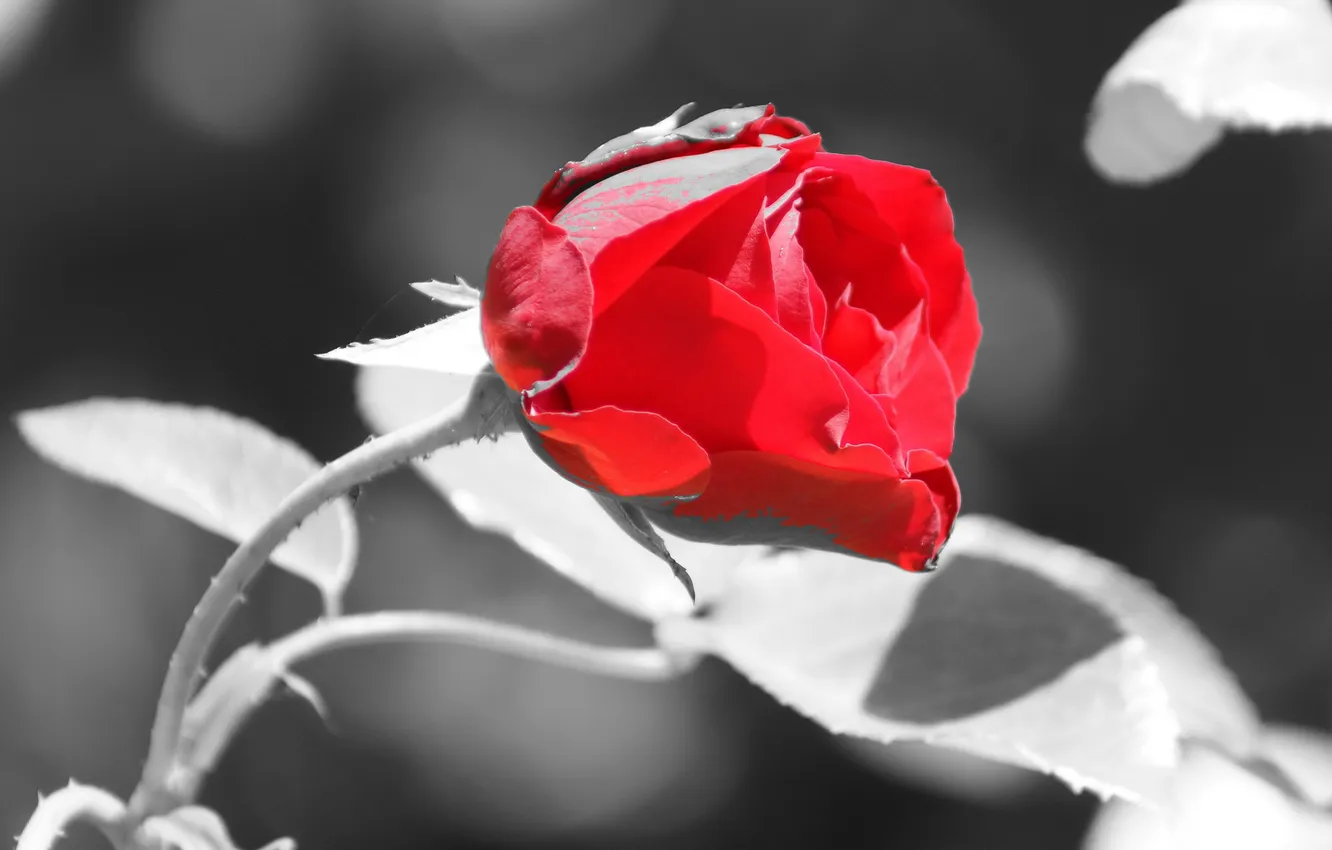 Photo wallpaper flowers, color, roses