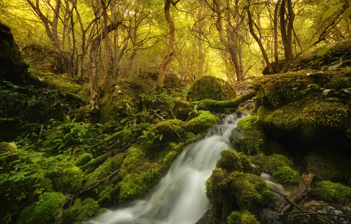 Photo wallpaper forest, trees, stones, waterfall, moss