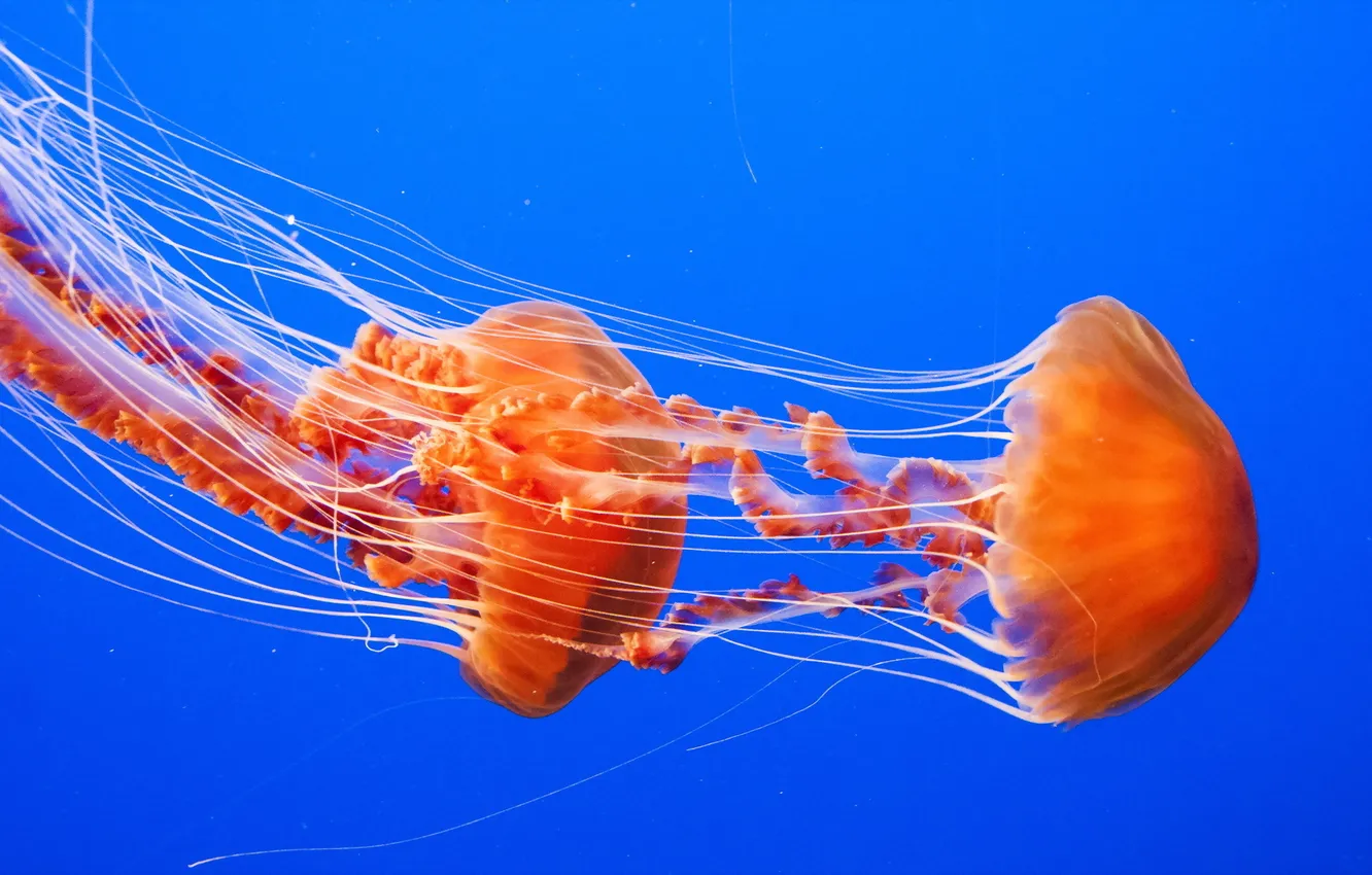 Photo wallpaper sea, nature, jellyfish