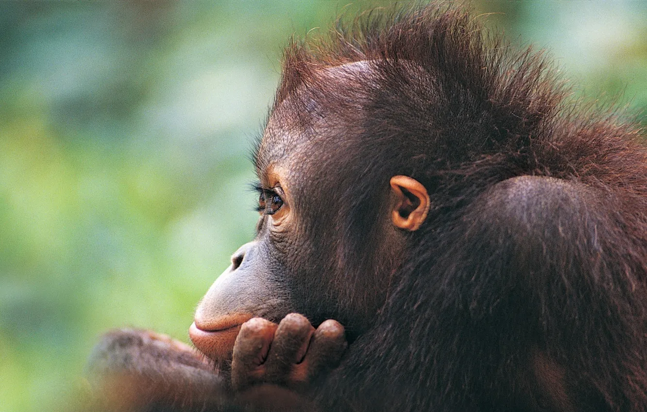 Photo wallpaper eyes, wool, monkey, cub, orangutan