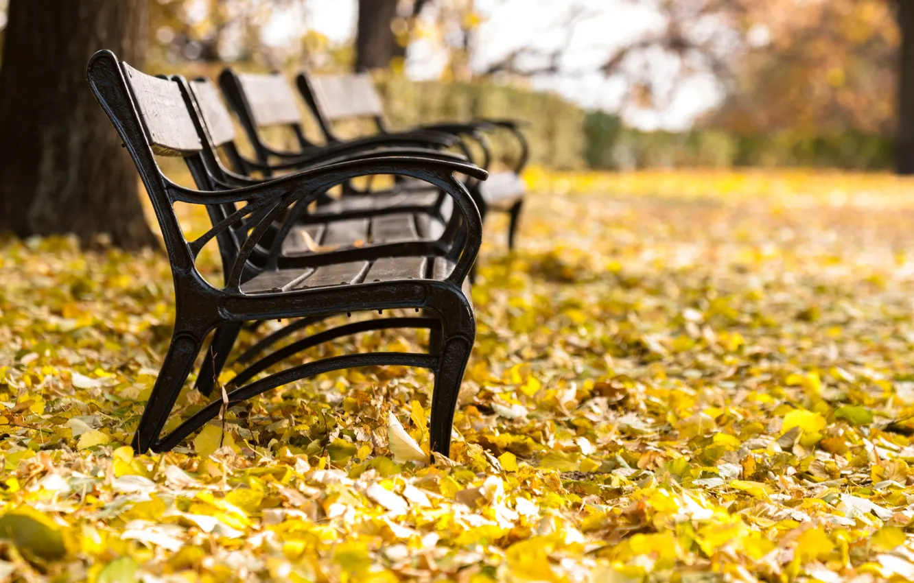 Photo wallpaper autumn, Park, foliage, benches