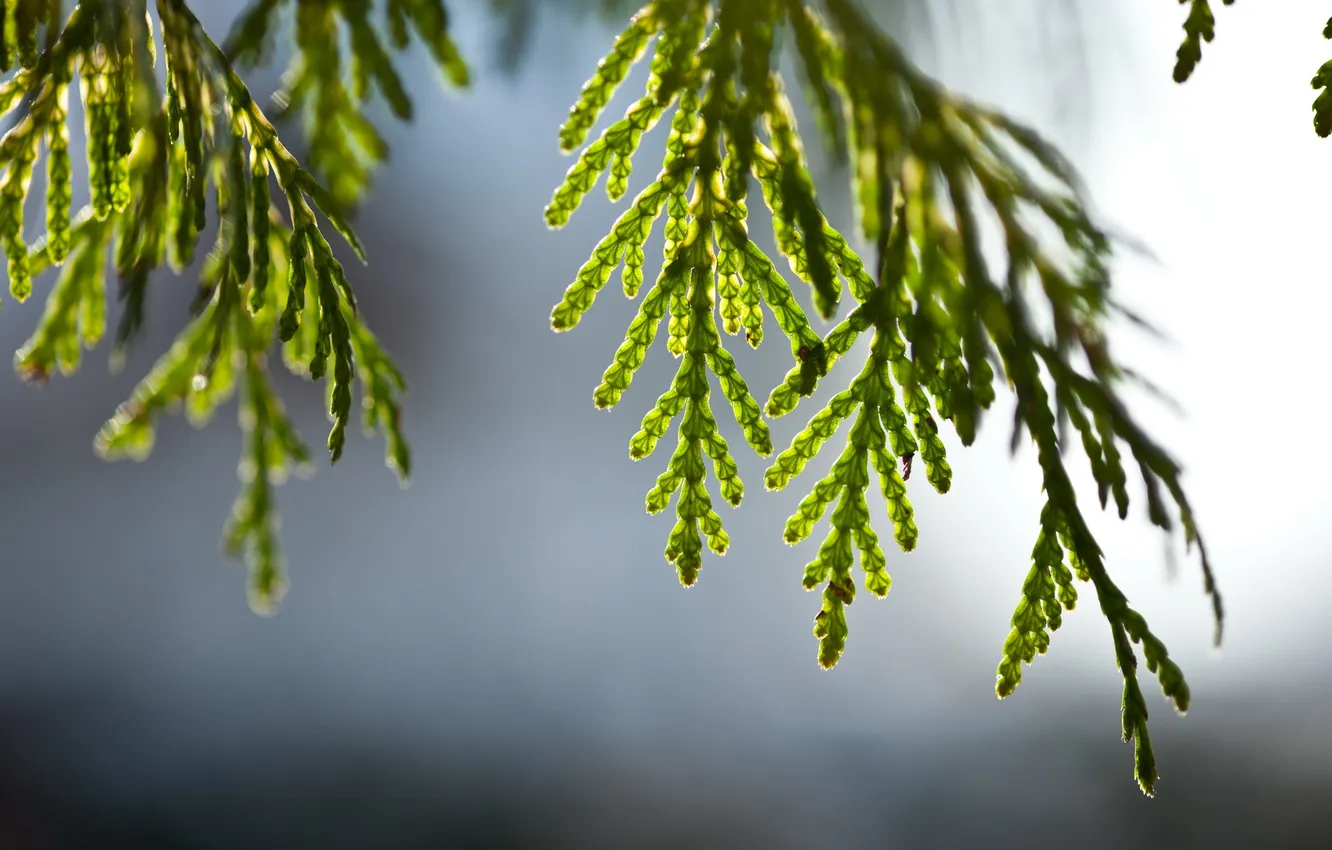 Photo wallpaper greens, macro, nature