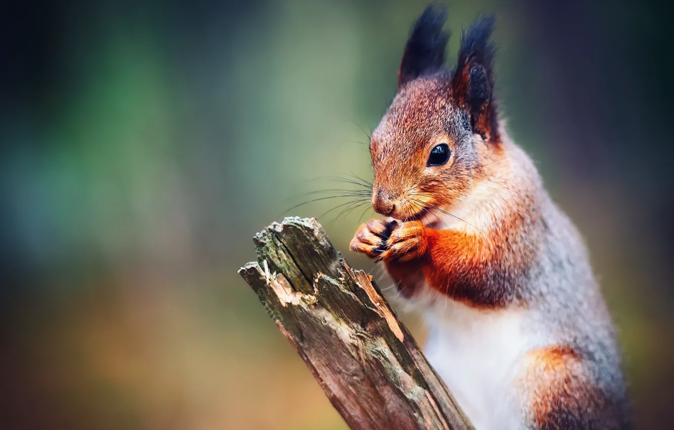 Photo wallpaper squirrel., firesquirrel, alcaparrado