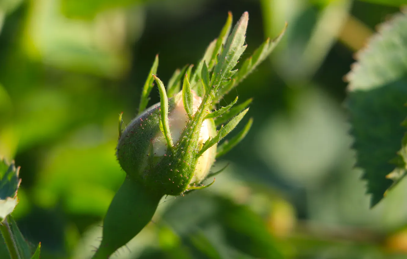 Photo wallpaper rose, plant, bud