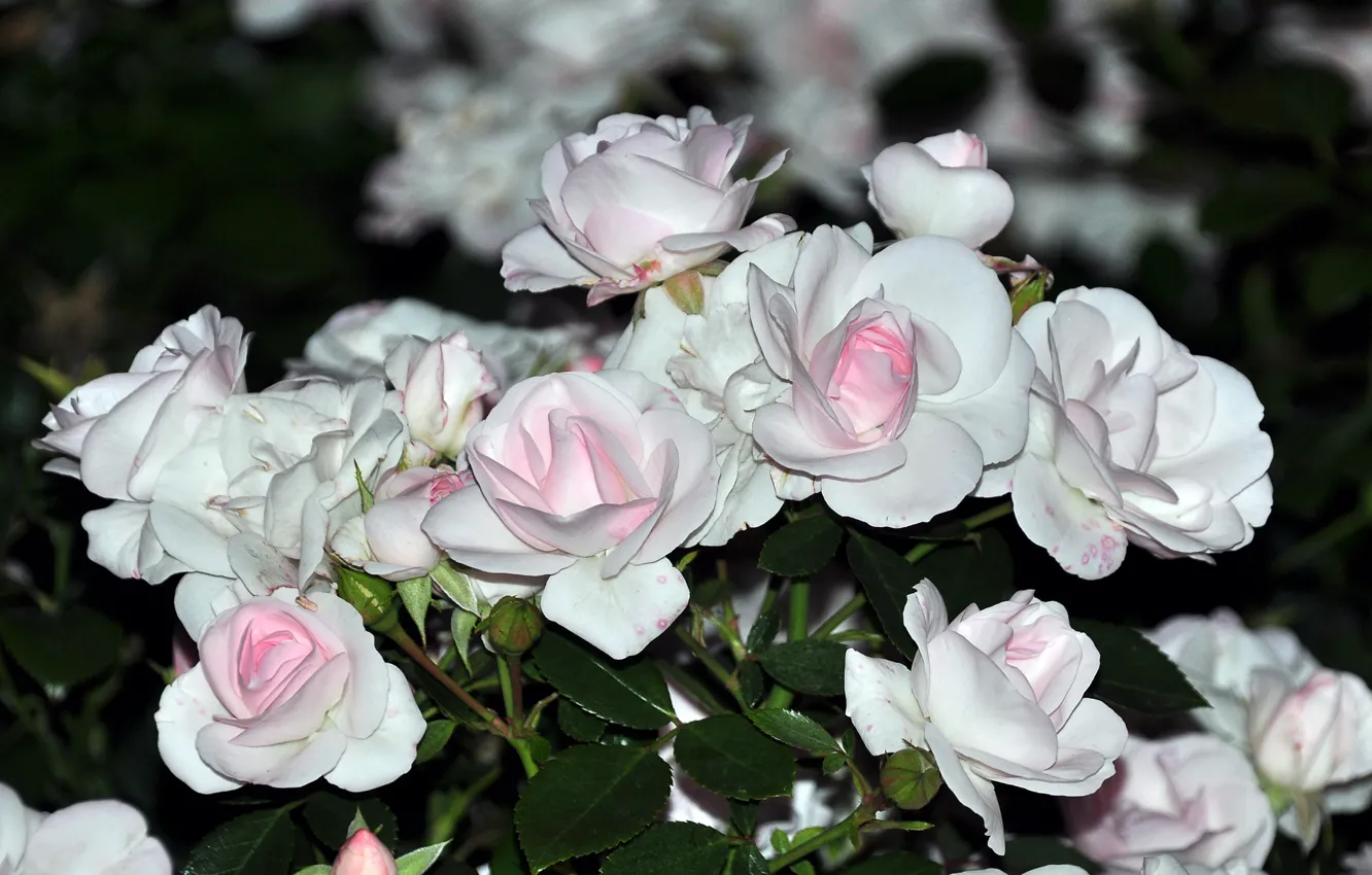 Photo wallpaper flowers, roses, bouquet, gentle, white