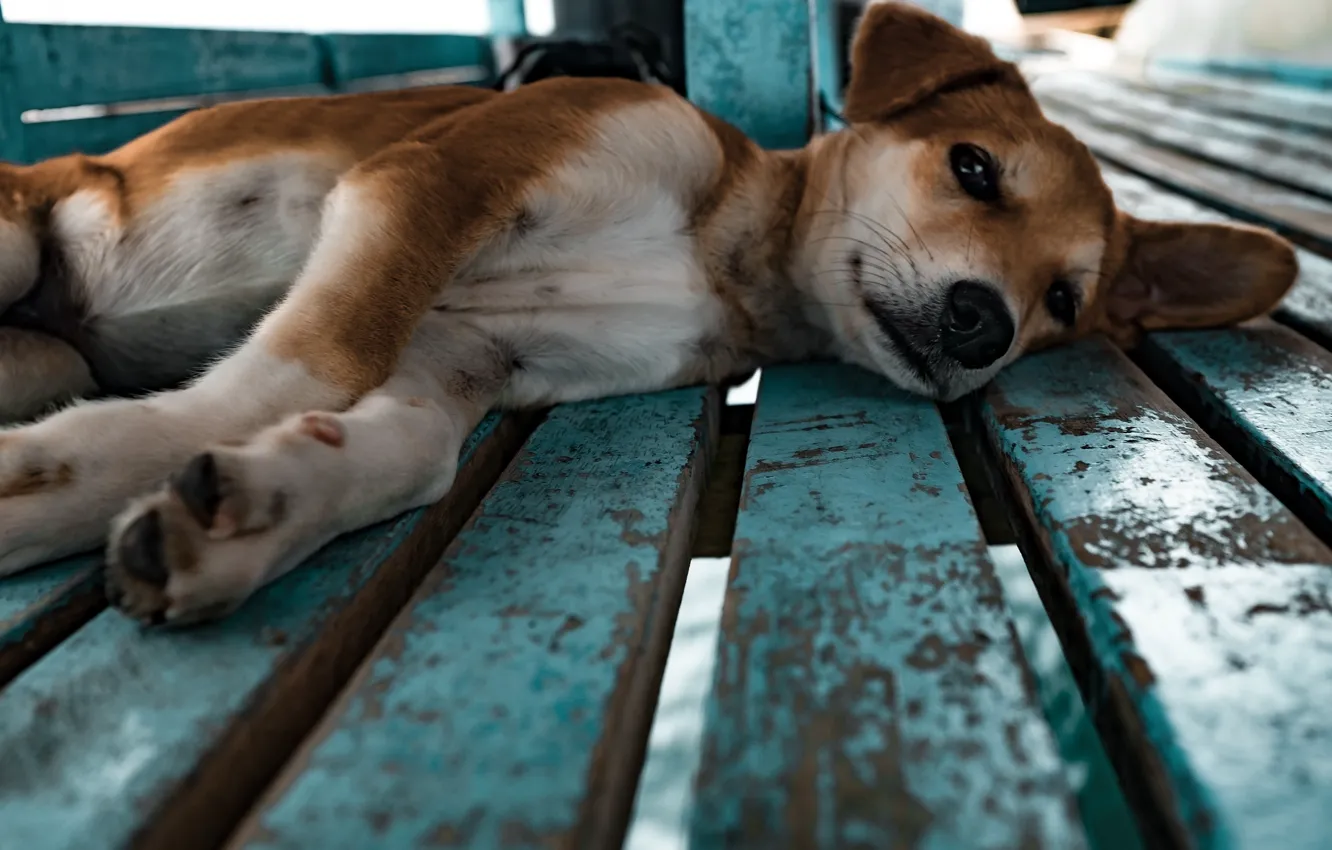 Photo wallpaper look, Board, dog, puppy, lies