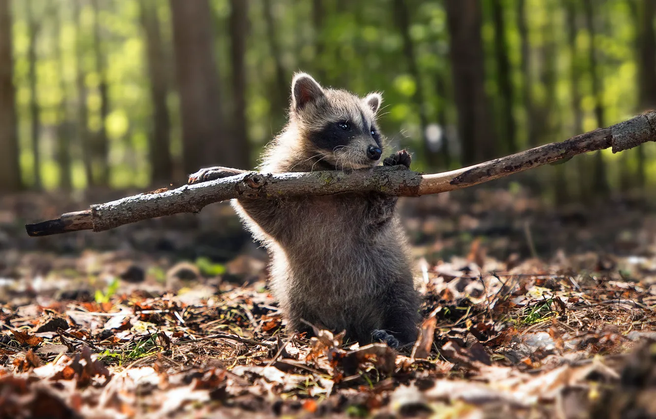 Photo wallpaper autumn, forest, leaves, branches, pose, foliage, baby, raccoon