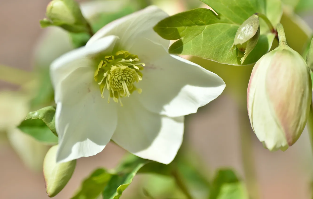 Photo wallpaper flowers, buds, hellebore, Helleborus