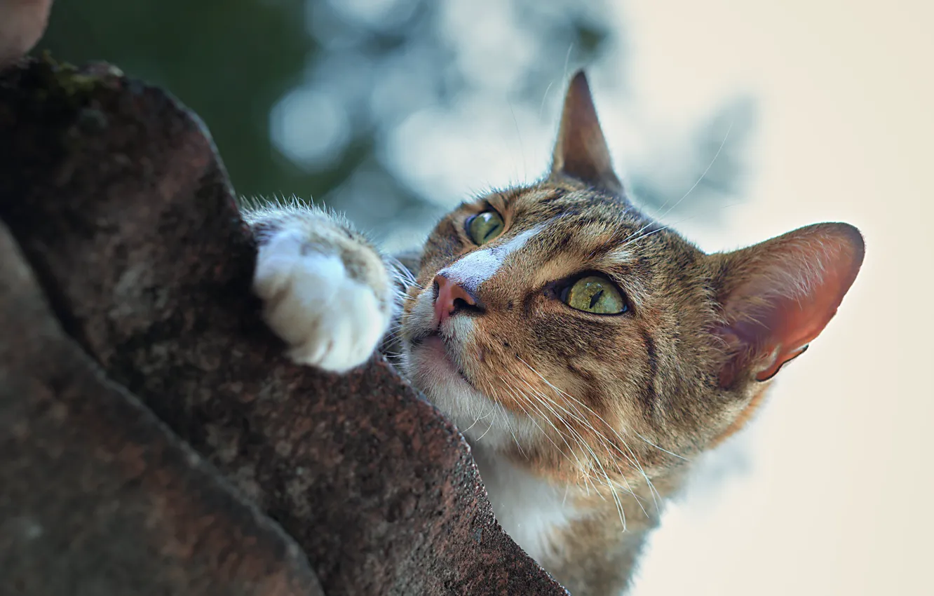 Photo wallpaper cat, cat, look, stones, muzzle, foot, cat