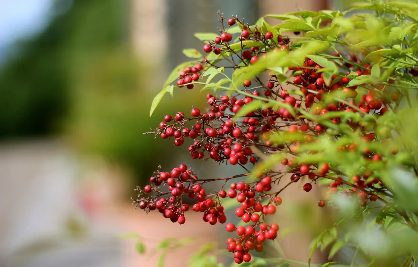Photo wallpaper branch, bokeh, red berries