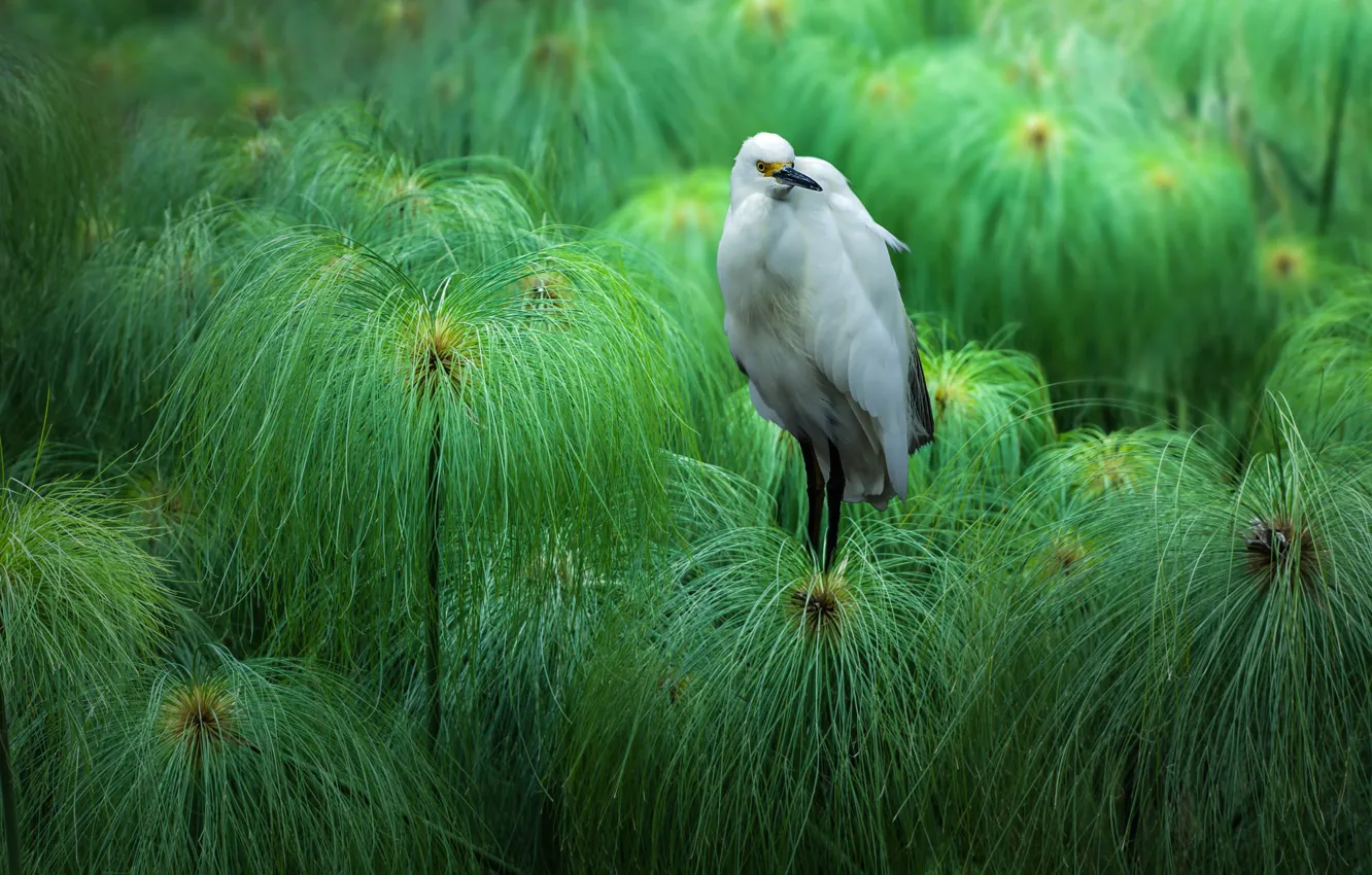 Photo wallpaper bird, plant, Heron