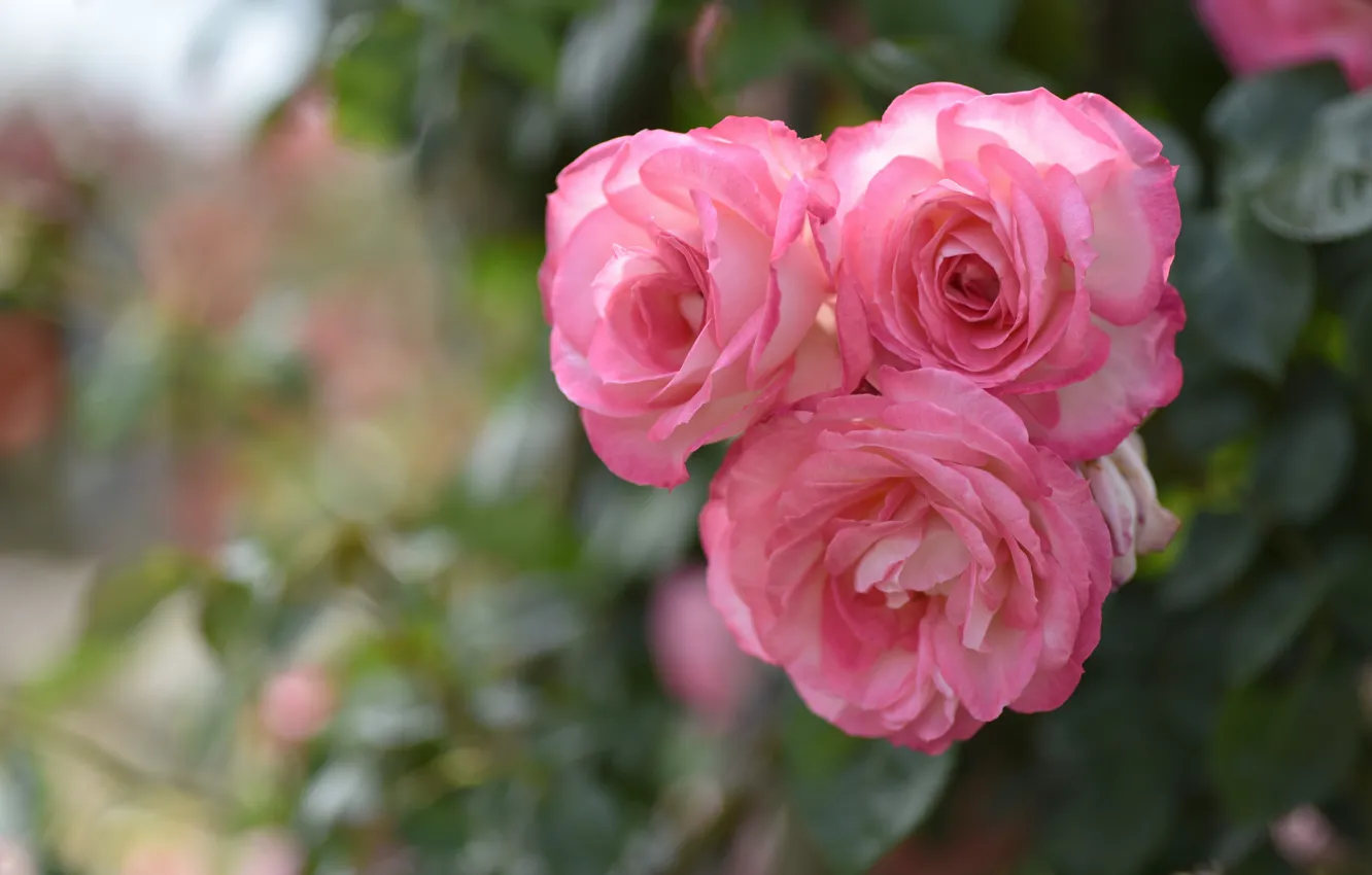 Photo wallpaper roses, pink, trio, bokeh