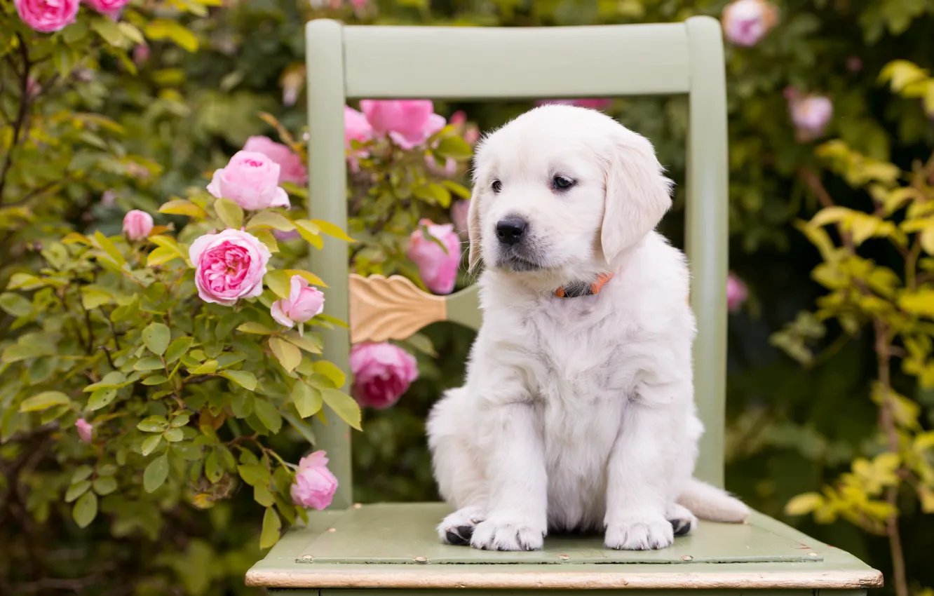 Photo wallpaper flowers, roses, dog, chair, puppy