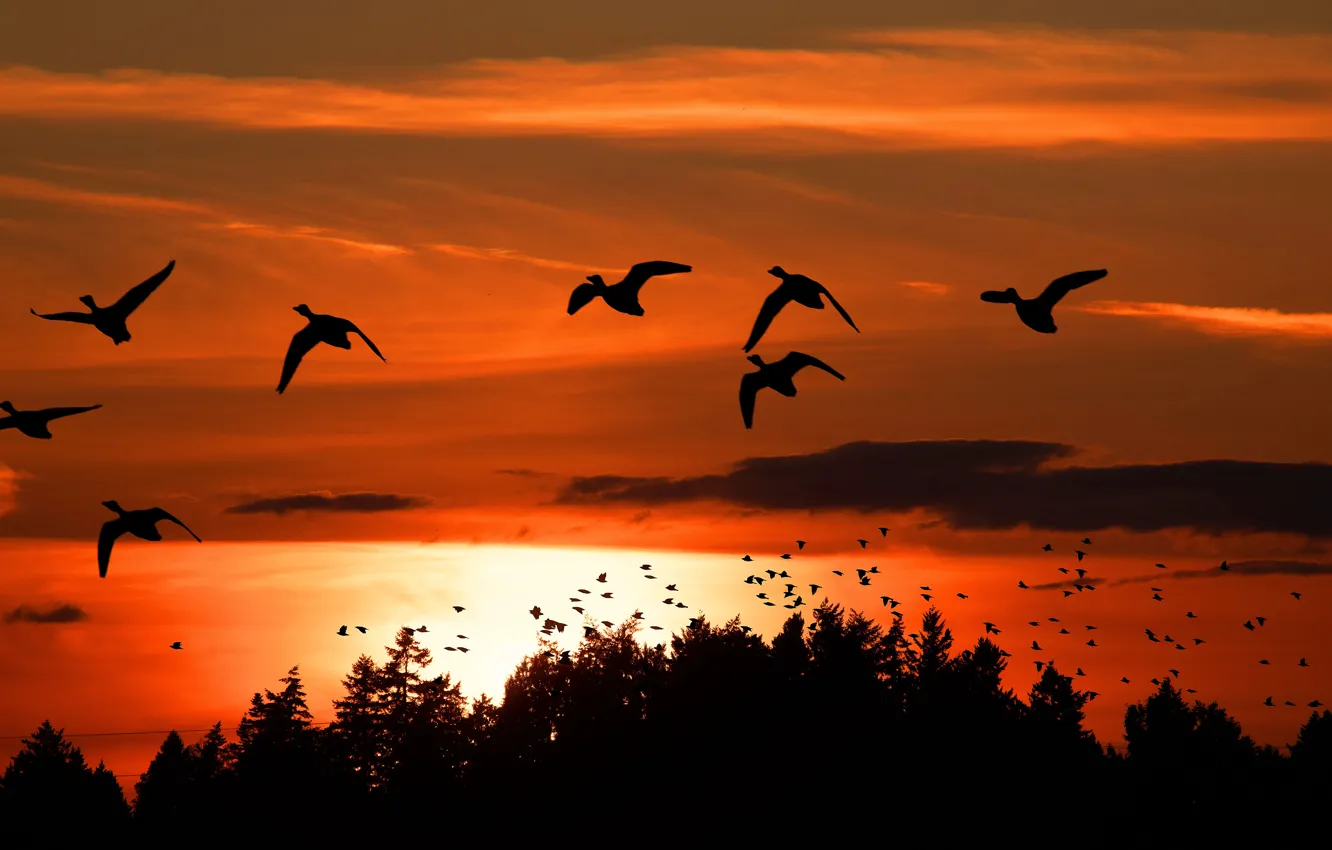 Photo wallpaper the sky, trees, flight, sunset, clouds, bird, silhouette, Canada