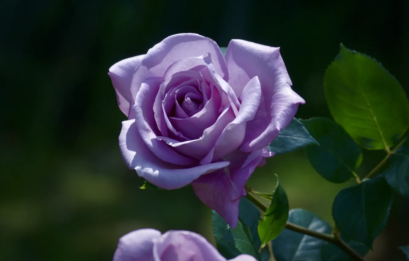 Photo wallpaper roses, flowers, garden, buds, lilac