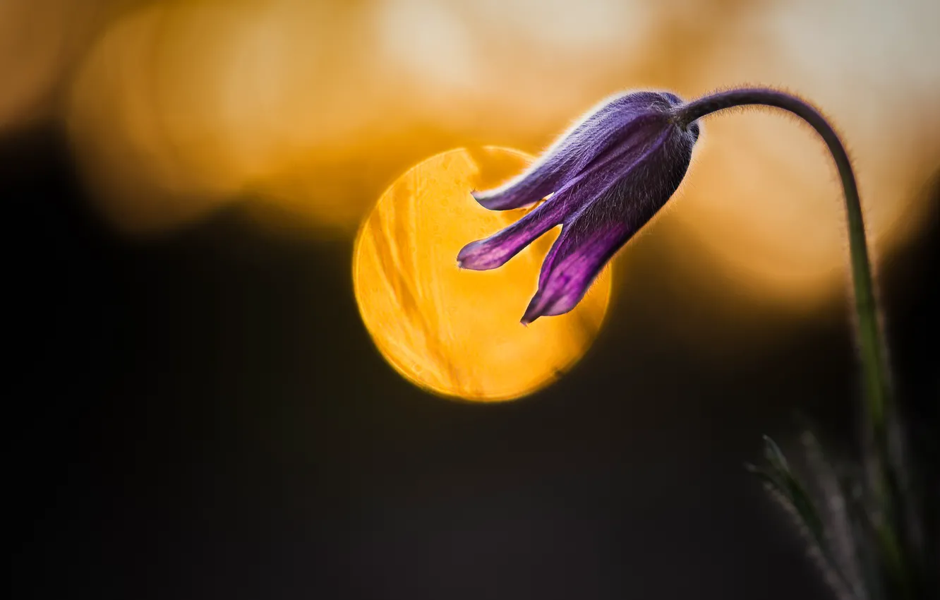Photo wallpaper flower, light, nature, the dark background, lilac, round, spring, Bud